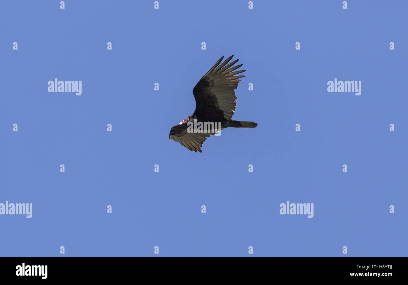 Türkei Geier, Cathartes Aura, während des Fluges. Stockfoto