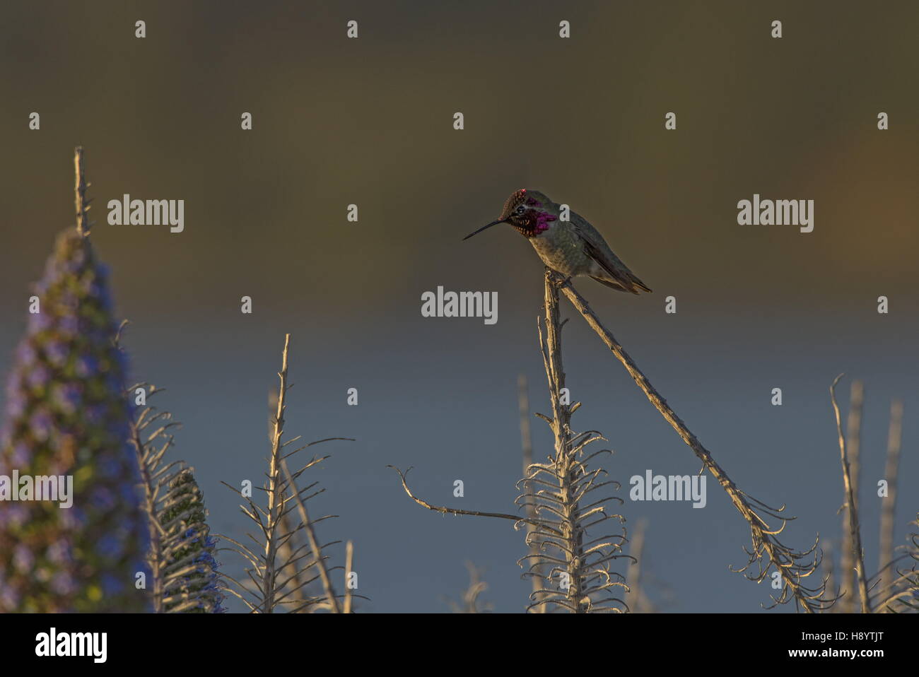 Kolibri Annas, Calypte Anna; Männlich, thront auf Bugloss Stiel, Bolinas, Kalifornien. Stockfoto