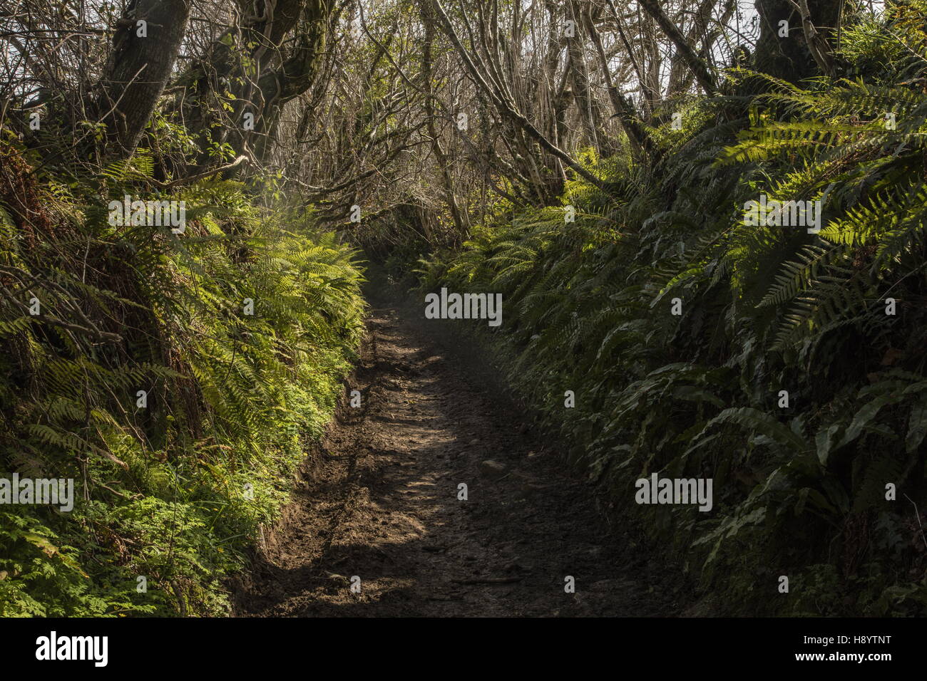 Alten versunkenen Lane - Hölle Lane aus Nord Chideock, Symondsbury, West Dorset. Stockfoto