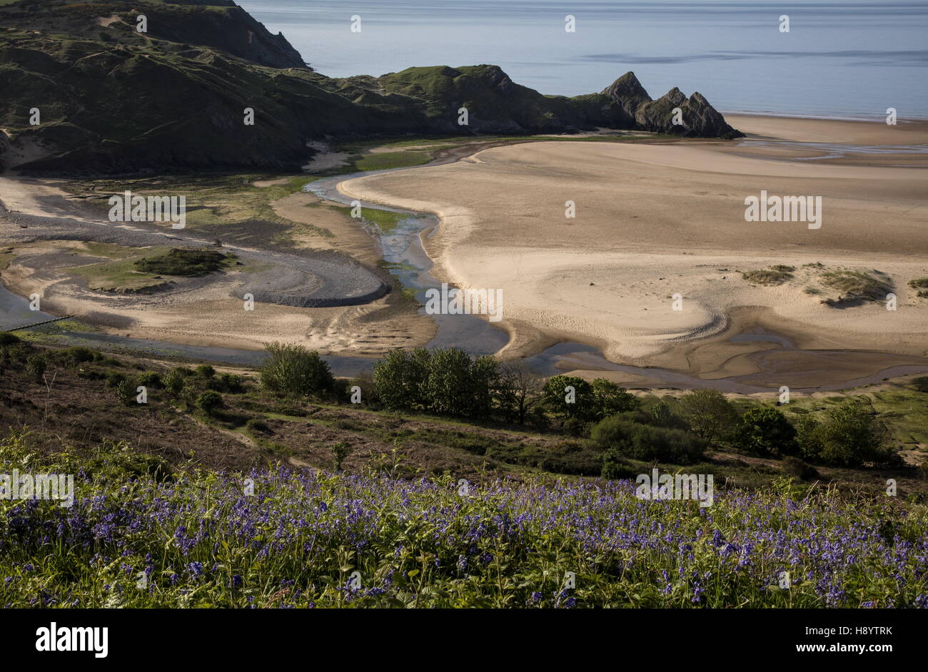 Drei Klippen Bucht im Frühjahr, mit Glockenblumen in Blüte; Penmaen, Gower Halbinsel AONB, Südwales. Stockfoto