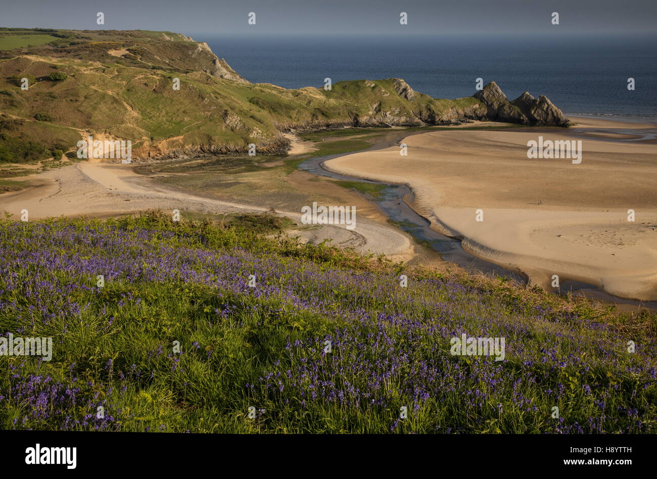 Drei Klippen Bucht im Frühjahr, mit Glockenblumen in Blüte; Penmaen, Gower Halbinsel AONB, Südwales. Stockfoto