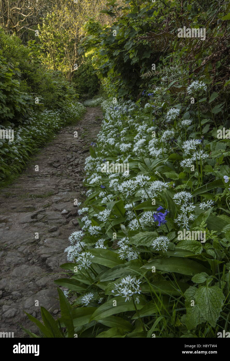 Wanderweg durch Massen von Bärlauch oder Bärlauch, Allium Ursinum auf der Gower Halbinsel, Süd-Wales. Stockfoto