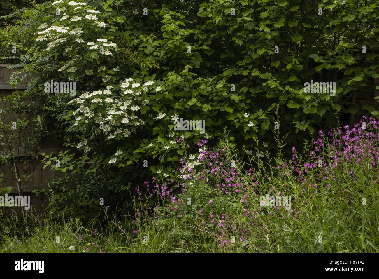 Strauch-Ecke mit Guelder Rose, rote Campion, Hazel etc. in einem Wildlife-Garten, Dorset. Stockfoto