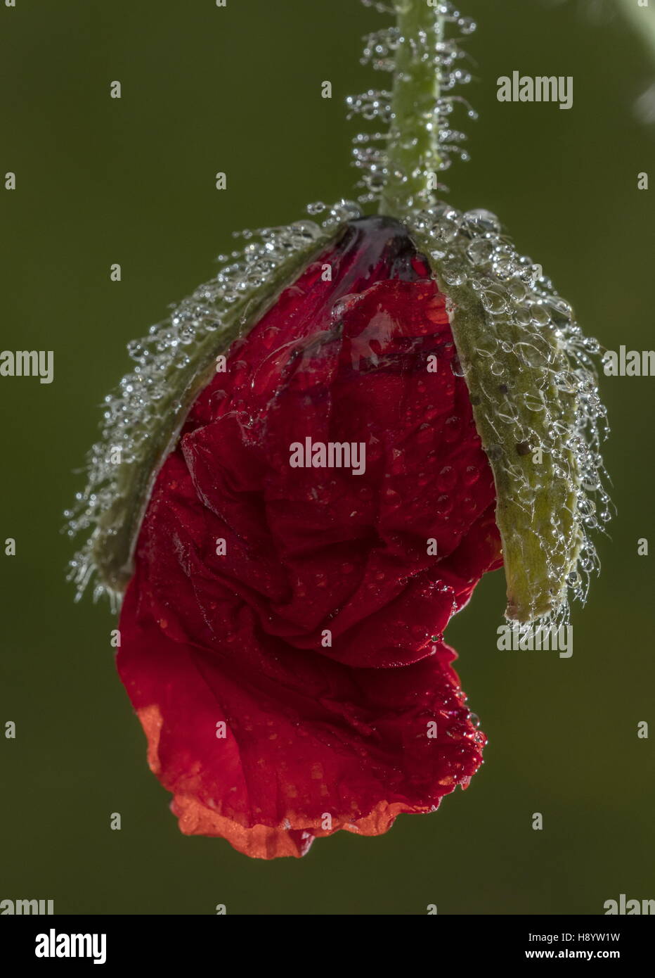 Mohn Knospe, Papaver Rhoeas, Eröffnung bei Regenwetter. Stockfoto