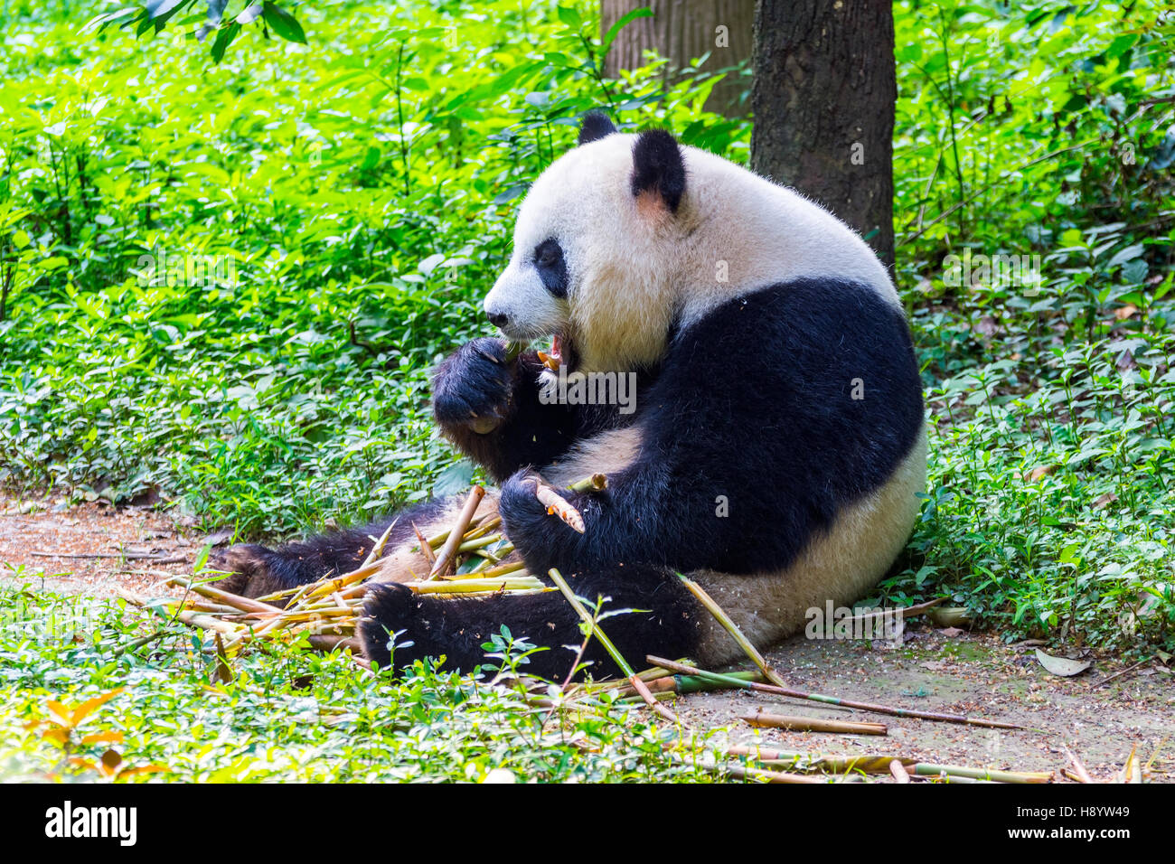 Giant Panda Bär (Ailuropoda Melanoleuca) sitzen und essen frischen Bambus Stockfoto