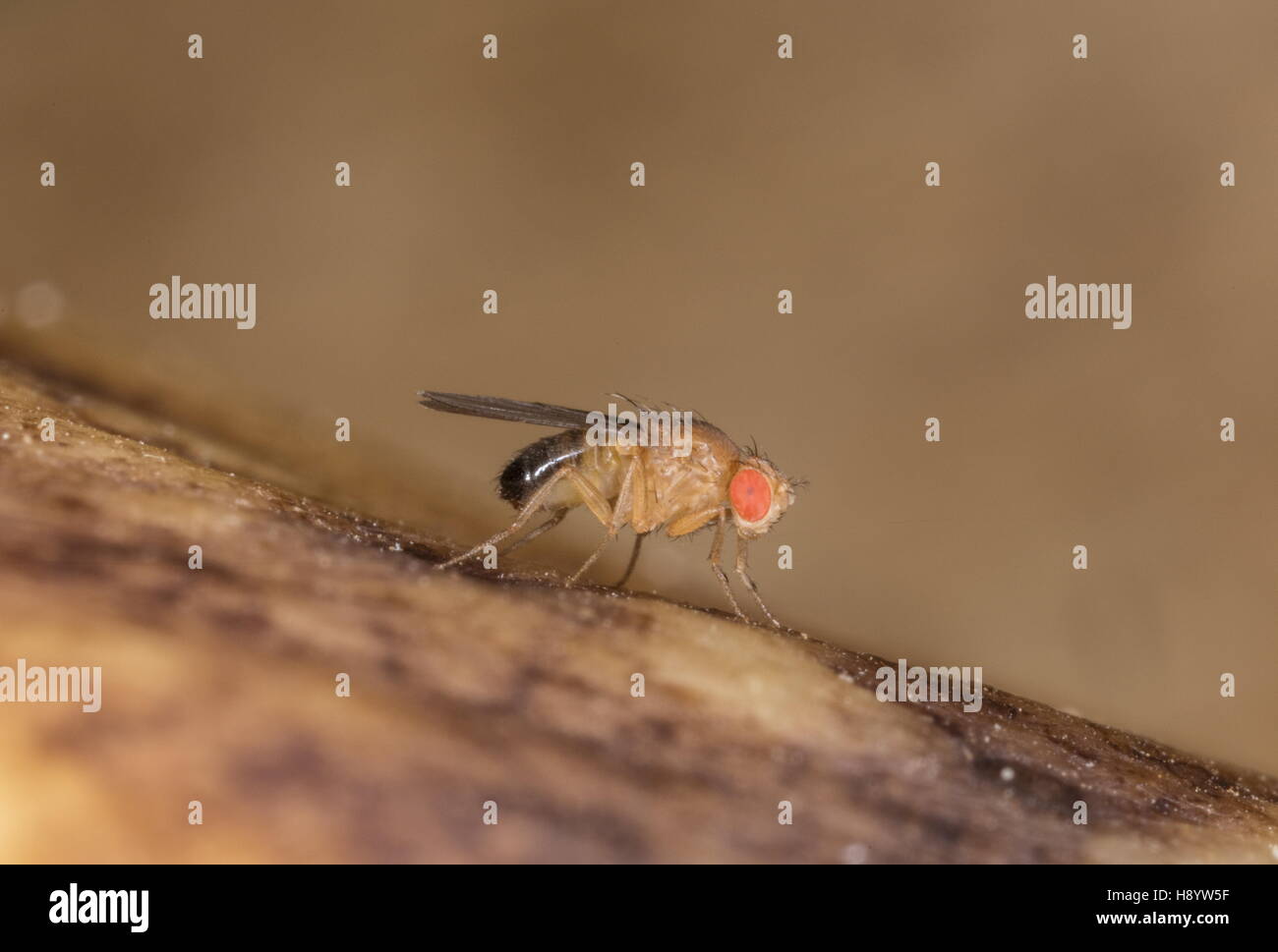 Männliche allgemeine Fruchtfliege Drosophila Melanogaster, auf faulenden Bananen. Stockfoto