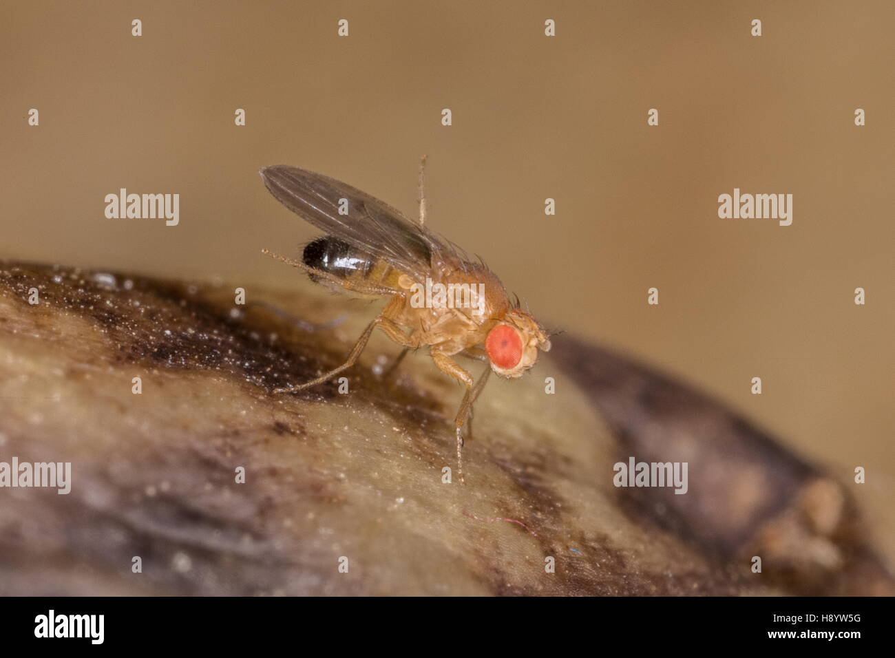 Männliche allgemeine Fruchtfliege Drosophila Melanogaster, auf faulenden Bananen. Stockfoto