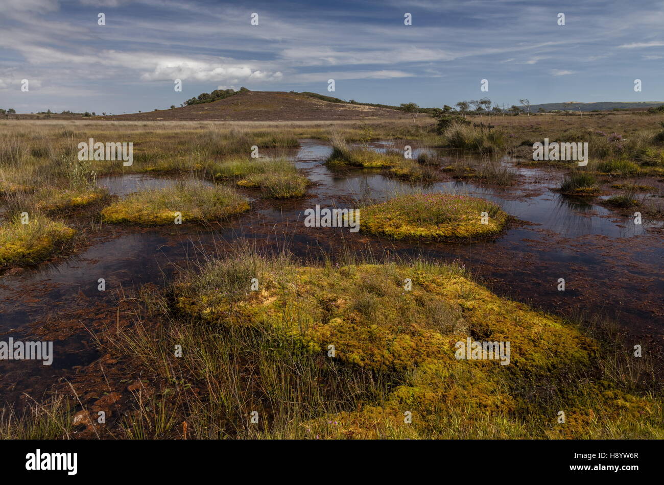 Moor-Pools und Vegetation auf Middlebere Heath, Hartland Moor NNR, Dorset. Stockfoto