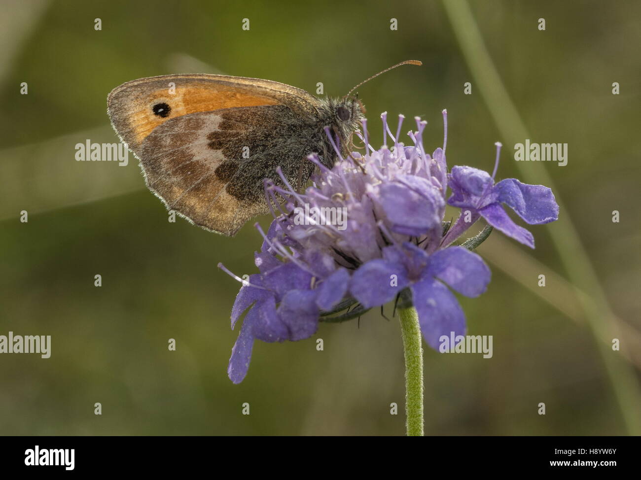 Wiese braun Schmetterling auf Feld Witwenblume; Kreide Downland, Dorset. Stockfoto