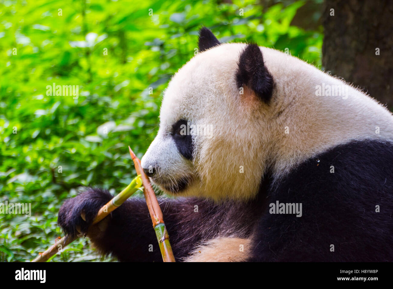Giant Panda Bär (Ailuropoda Melanoleuca) sitzen und essen frischen Bambus Stockfoto