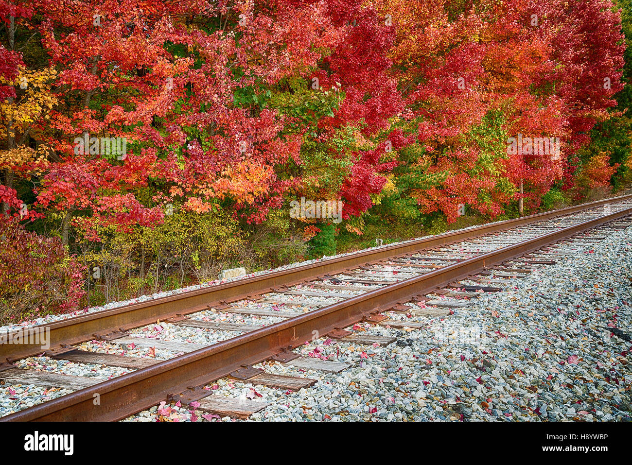 Eisenbahnschienen entlang bunter Herbst Laub-Bäume Stockfoto