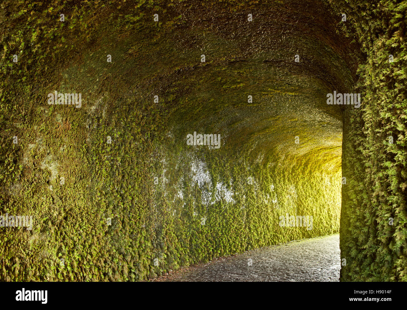 Tunnel mit Efeu Pflanzen auf die feuchte Wand. Stein Weg. Horizontale  Stockfotografie - Alamy