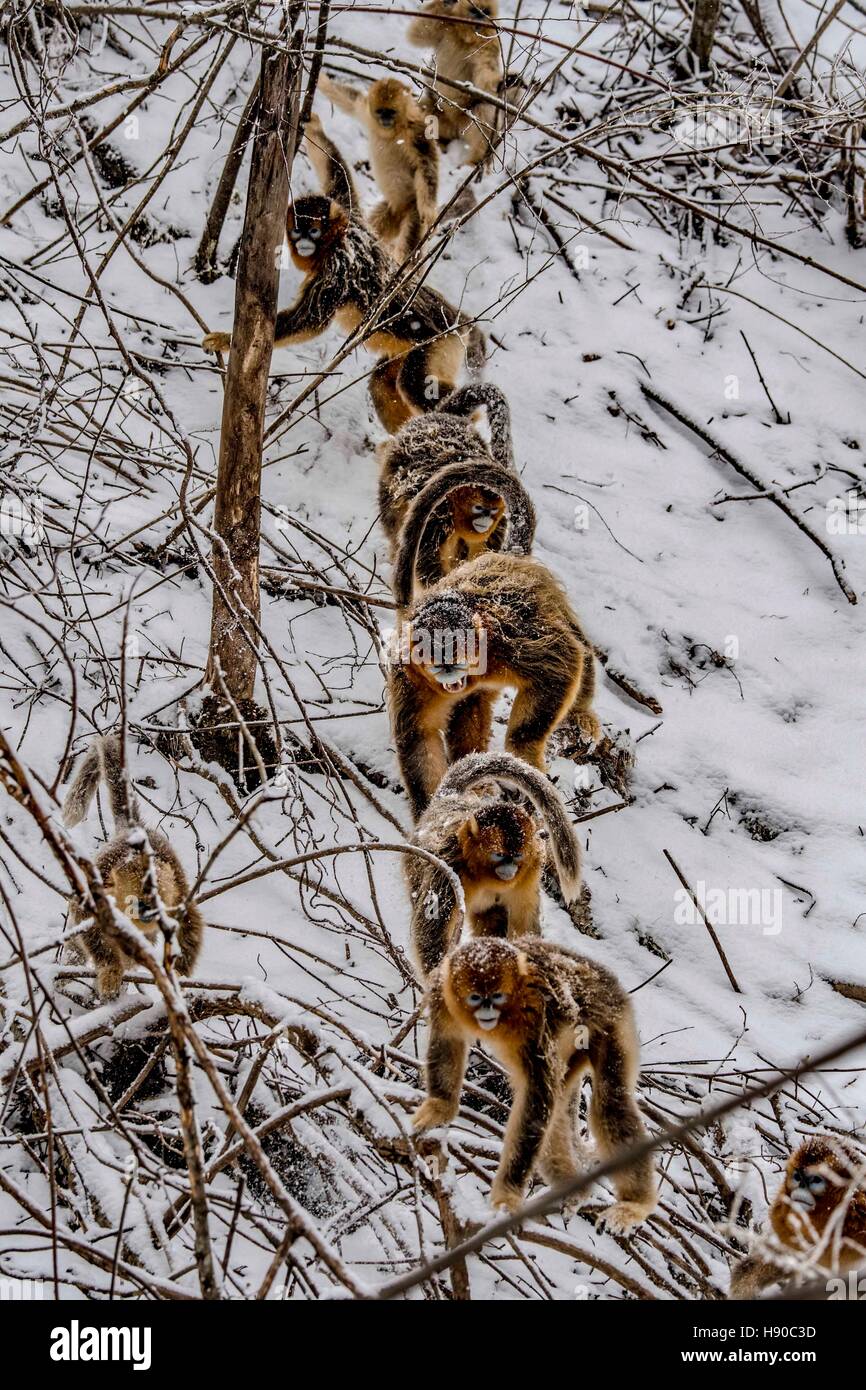 Shennongjia, Chinas Provinz Hubei. 10. Januar 2017. Goldene Affen kriechen in den Wäldern bei Dalongtan Golden Monkey Research Center in Shennongjia, Zentral-China Hubei Provinz, 10. Januar 2017. Jahrelange Arbeit hat sich die Zahl der goldenen Affen in Shennongjia seit den 1980er Jahren verdoppelt. © Du Huaju/Xinhua/Alamy Live-Nachrichten Stockfoto
