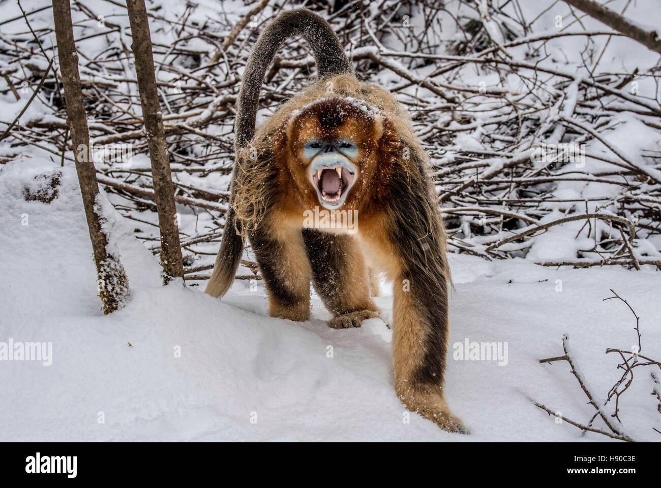 Shennongjia, Chinas Provinz Hubei. 10. Januar 2017. Ein goldenen Affen kriecht in den Wäldern bei Dalongtan Golden Monkey Research Center in Shennongjia, Zentral-China Hubei Provinz, 10. Januar 2017. Jahrelange Arbeit hat sich die Zahl der goldenen Affen in Shennongjia seit den 1980er Jahren verdoppelt. © Du Huaju/Xinhua/Alamy Live-Nachrichten Stockfoto