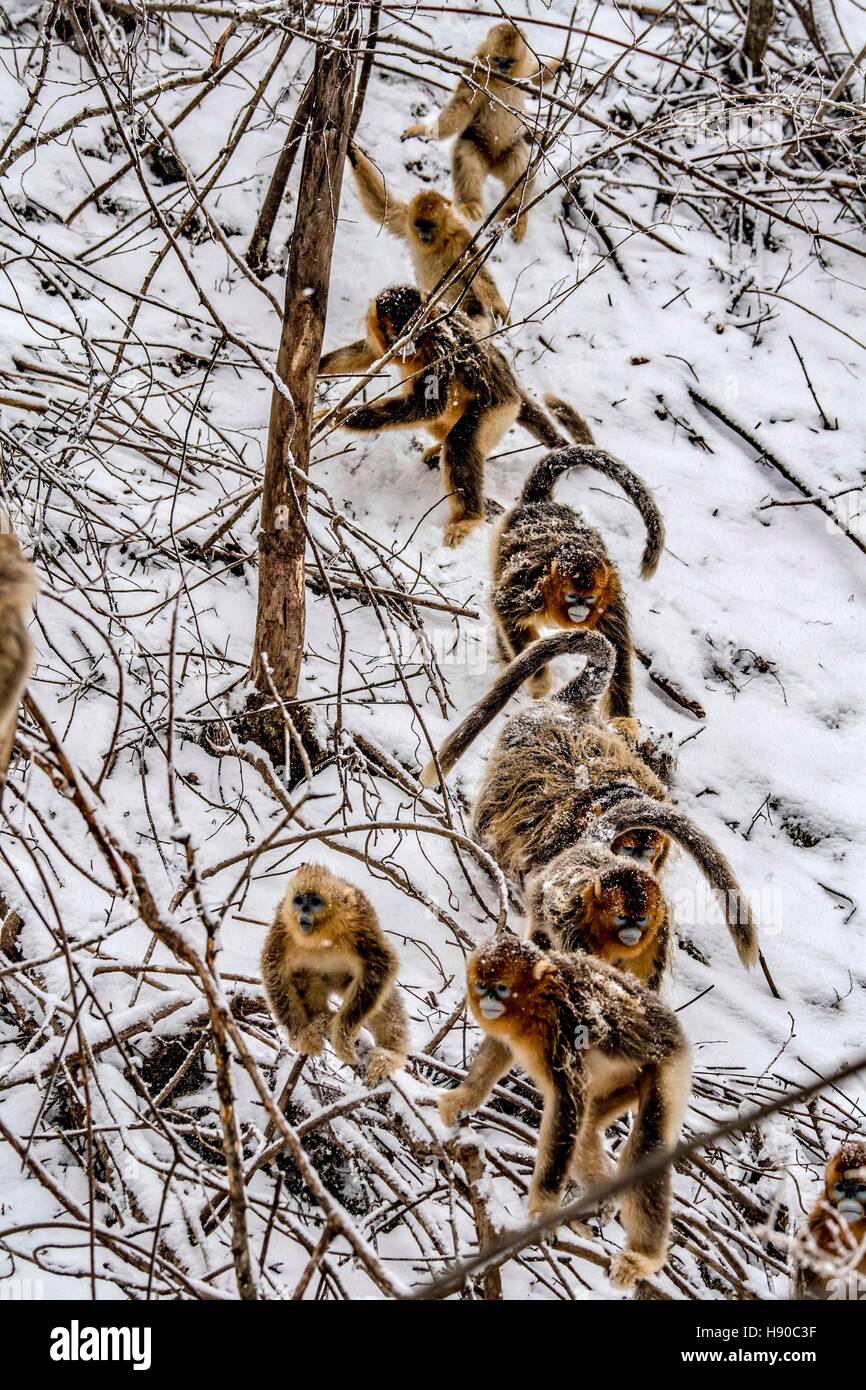 Shennongjia, Chinas Provinz Hubei. 10. Januar 2017. Goldene Affen kriechen in den Wäldern bei Dalongtan Golden Monkey Research Center in Shennongjia, Zentral-China Hubei Provinz, 10. Januar 2017. Jahrelange Arbeit hat sich die Zahl der goldenen Affen in Shennongjia seit den 1980er Jahren verdoppelt. © Du Huaju/Xinhua/Alamy Live-Nachrichten Stockfoto