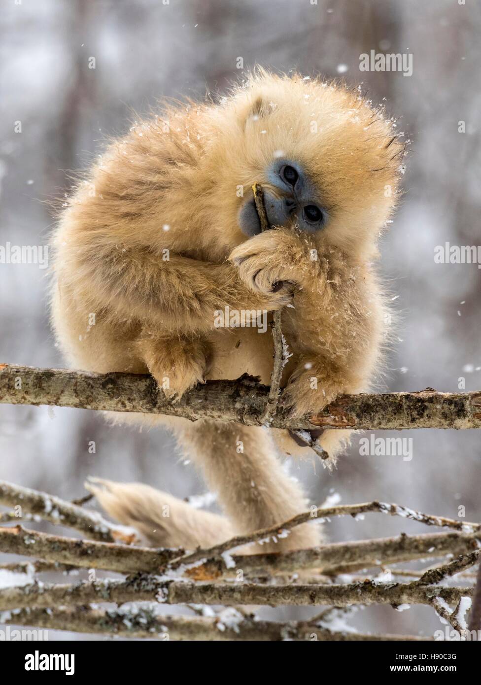 Shennongjia, Chinas Provinz Hubei. 10. Januar 2017. Eine goldene Affe spielt im Wald am Dalongtan Golden Monkey Research Center in Shennongjia, Zentral-China Hubei Provinz, 10. Januar 2017. Jahrelange Arbeit hat sich die Zahl der goldenen Affen in Shennongjia seit den 1980er Jahren verdoppelt. © Du Huaju/Xinhua/Alamy Live-Nachrichten Stockfoto