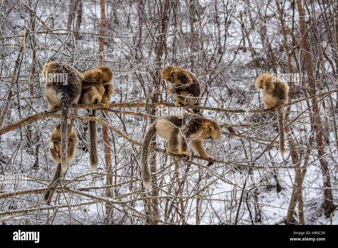 Shennongjia, Chinas Provinz Hubei. 10. Januar 2017. Goldene Affen spielen in den Wäldern bei Dalongtan Golden Monkey Research Center in Shennongjia, Zentral-China Hubei Provinz, 10. Januar 2017. Jahrelange Arbeit hat sich die Zahl der goldenen Affen in Shennongjia seit den 1980er Jahren verdoppelt. © Du Huaju/Xinhua/Alamy Live-Nachrichten Stockfoto