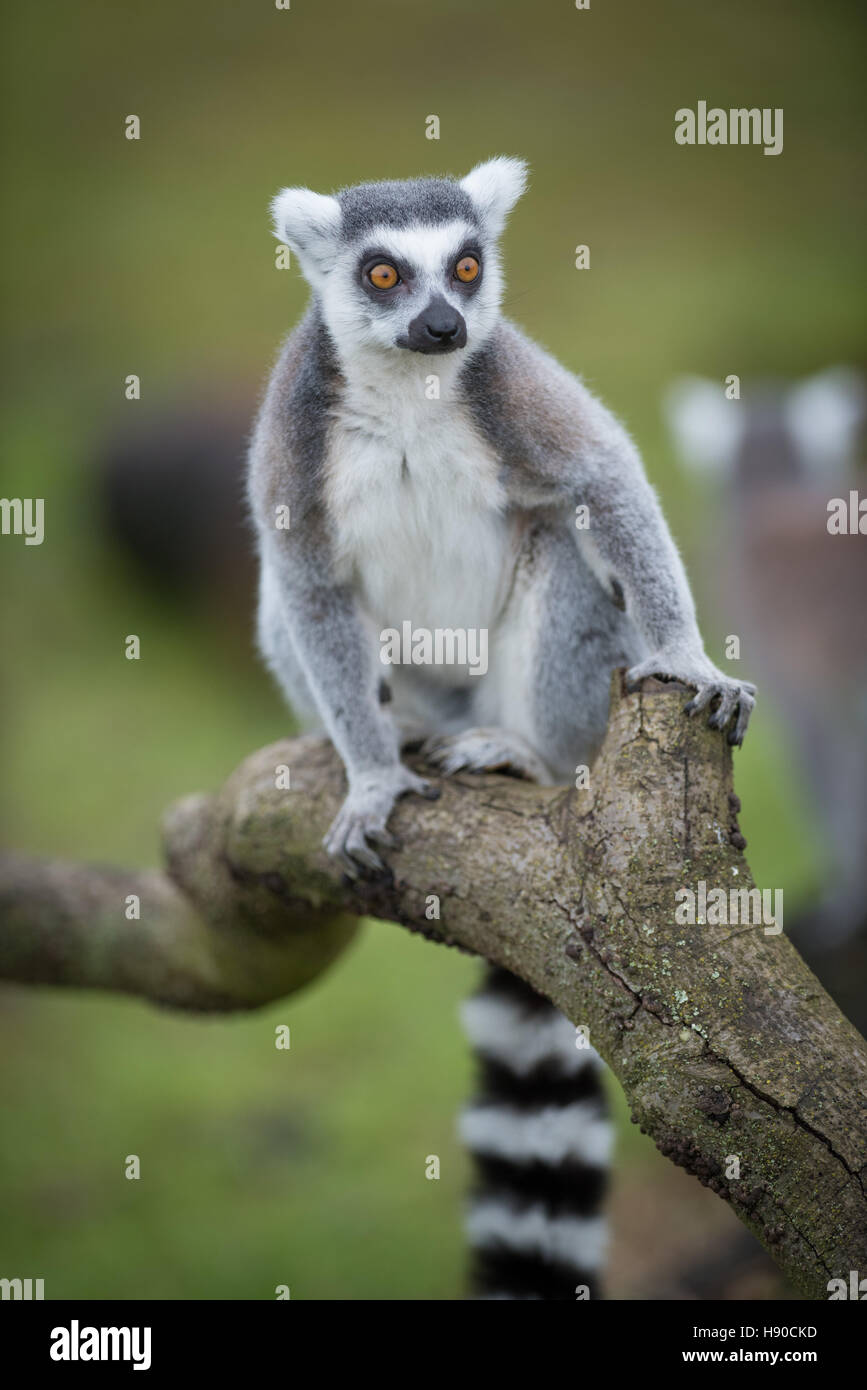 Whipsnade Zoo, Dunstable, Großbritannien. 10. Januar 2017. Tausende von Tieren sind im ZSL Whipsnade Zoo als Tierpfleger gezählt wird Mach dich bereit für die größte Aufgabe des Jahres – die 2017 jährliche Bestandsaufnahme. Heimat von mehr als 3.300 Tiere, Tierpfleger im Zoo von Großbritanniens größten Bestandsaufnahme der jeden Wirbellosen, Vogel, Fische, Säugetiere, Reptilien- und Amphibienarten. Andrew Walmsley/Alamy Live-Nachrichten Stockfoto