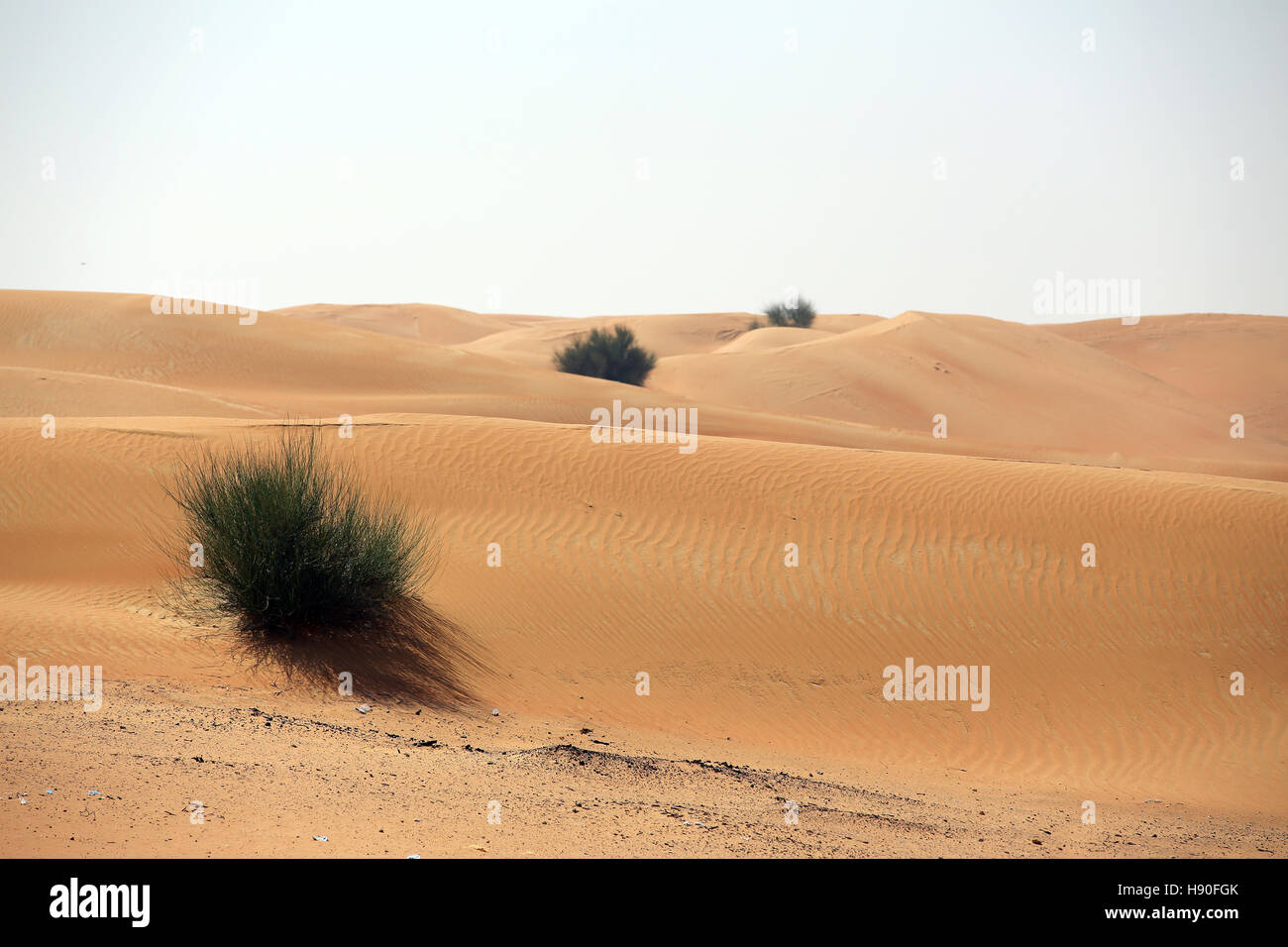 Sanddünen in den Vereinigten Arabischen Emiraten Stockfoto