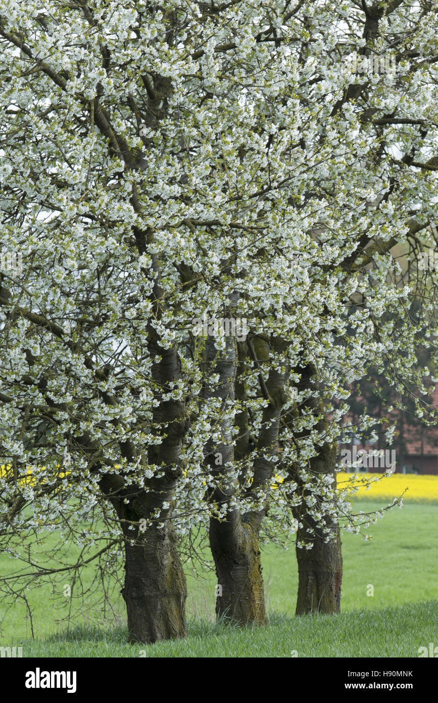 blühende Kirschbäume, Oldenburger Münsterland, Damme-Osterfeine, Landkreis Vechta, Niedersachsen, Deutschland Stockfoto