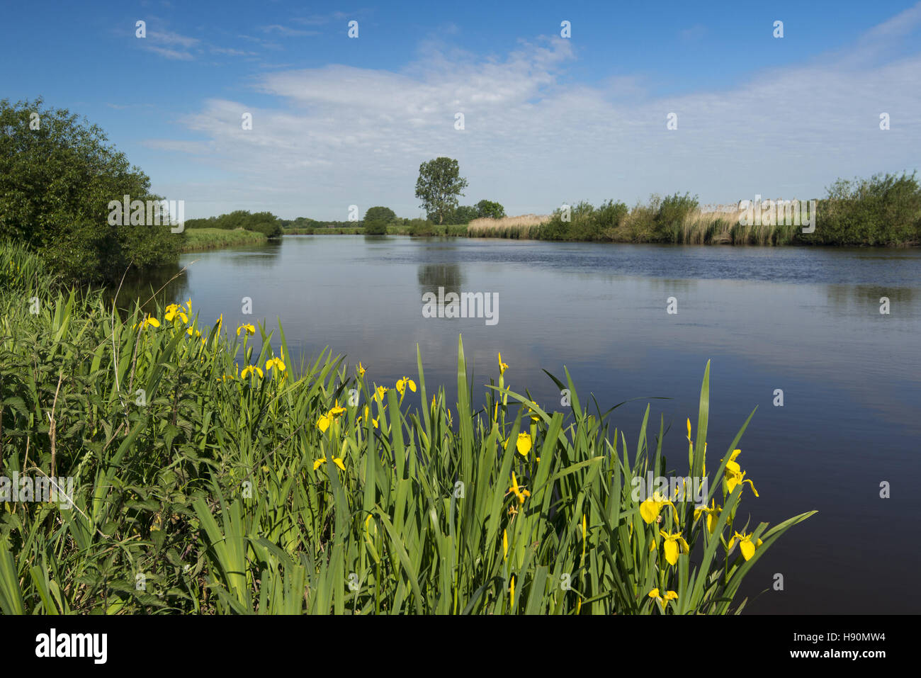 Frühling am Fluss Jümme, Landkreis Cloppenburg, Oldenburger Münsterland, Niedersachsen, Deutschland Stockfoto