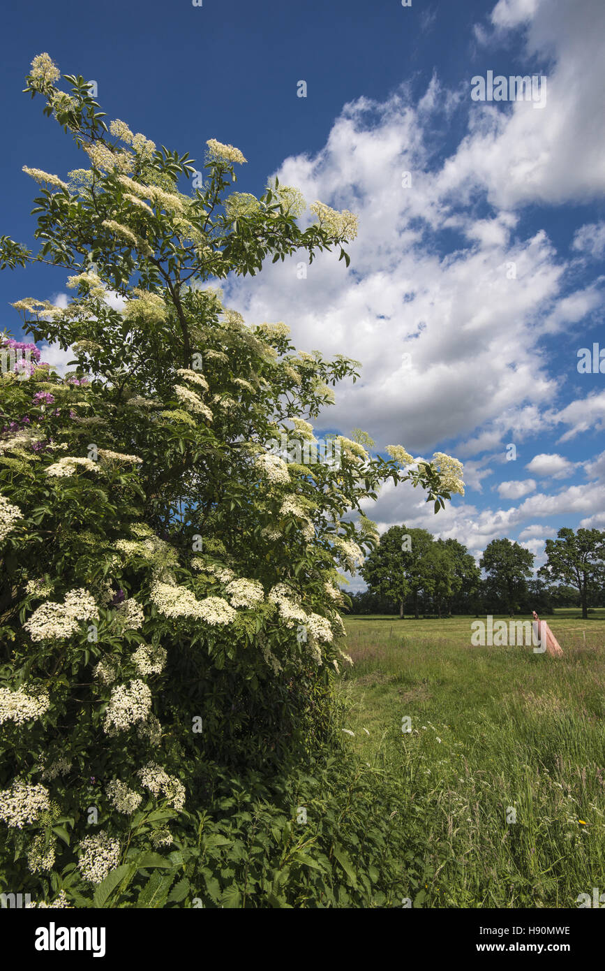 blühenden Holunder Strauch, Landkreis Cloppenburg, Oldenburger Münsterland, Niedersachsen, Deutschland Stockfoto