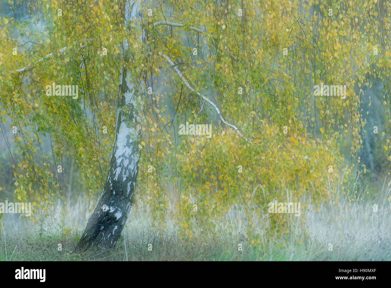 Birken im Moor im Herbst, Goldenstedt, Landkreis Vechta, Niedersachsen, Deutschland Stockfoto