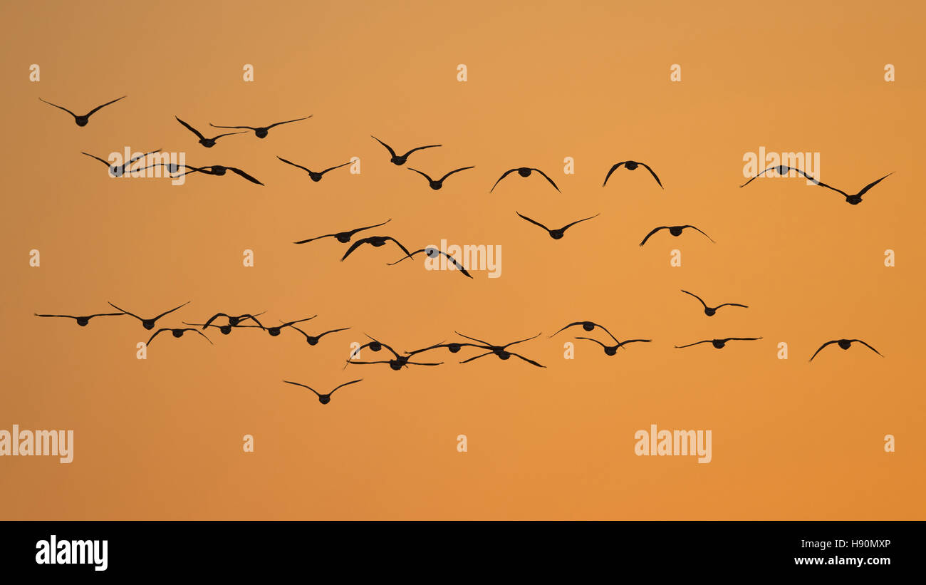 fliegende Gänse bei Sonnenuntergang, Goldenstedter Moor, Niedersachsen, Niedersachsen, Deutschland Stockfoto