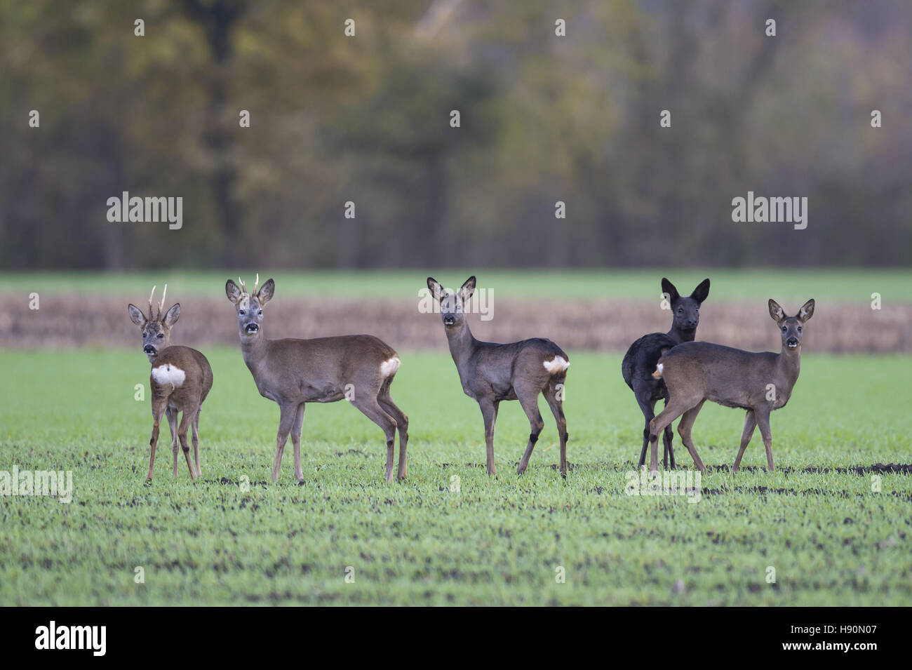 Rehe auf frische Feld, Capreolus Capreolus, Landkreis Vechta, Niedersachsen, Deutschland Stockfoto