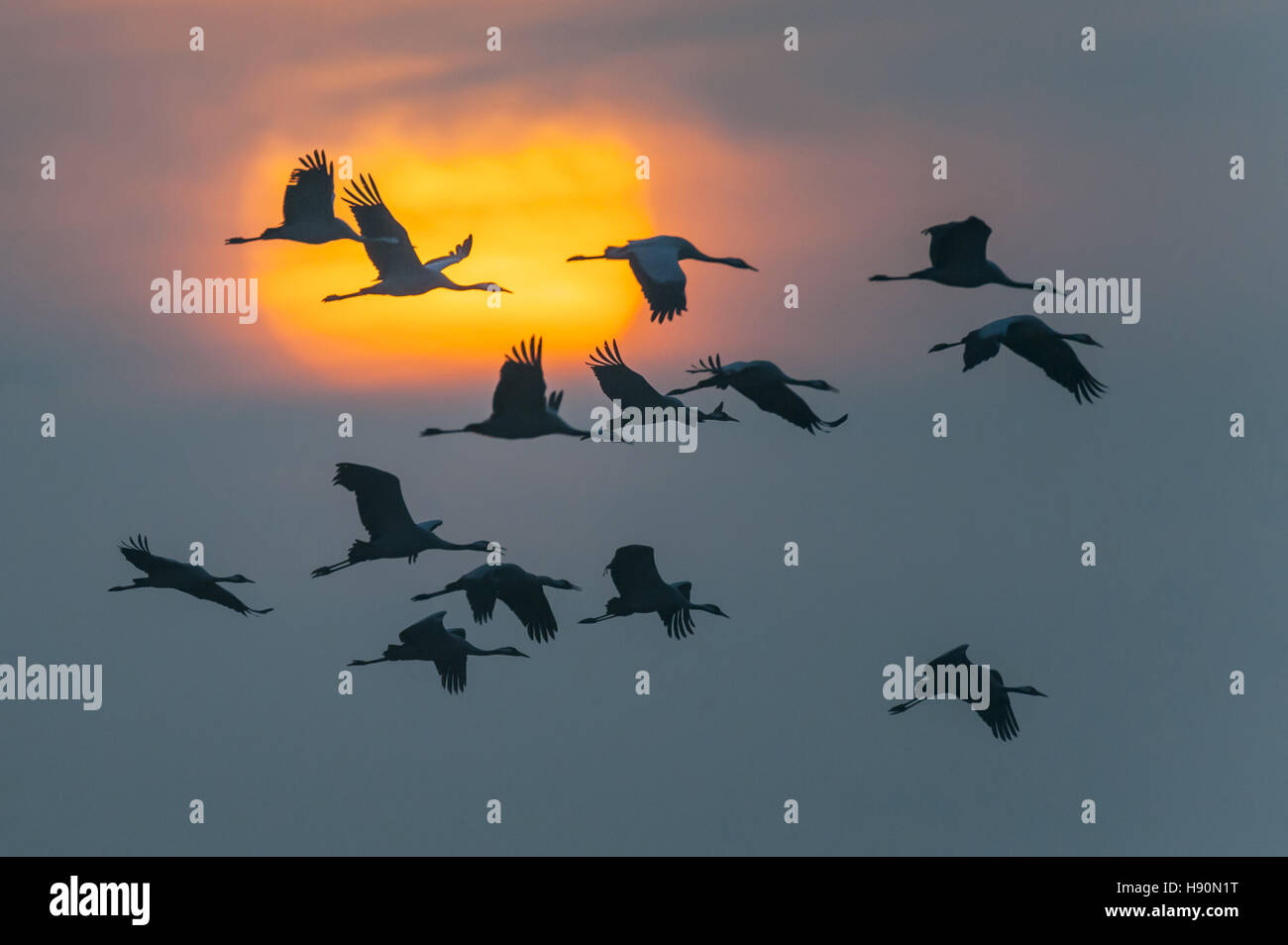 Kraniche, Grus Grus, Mecklenburg-Vorpommern, Deutschland Stockfoto