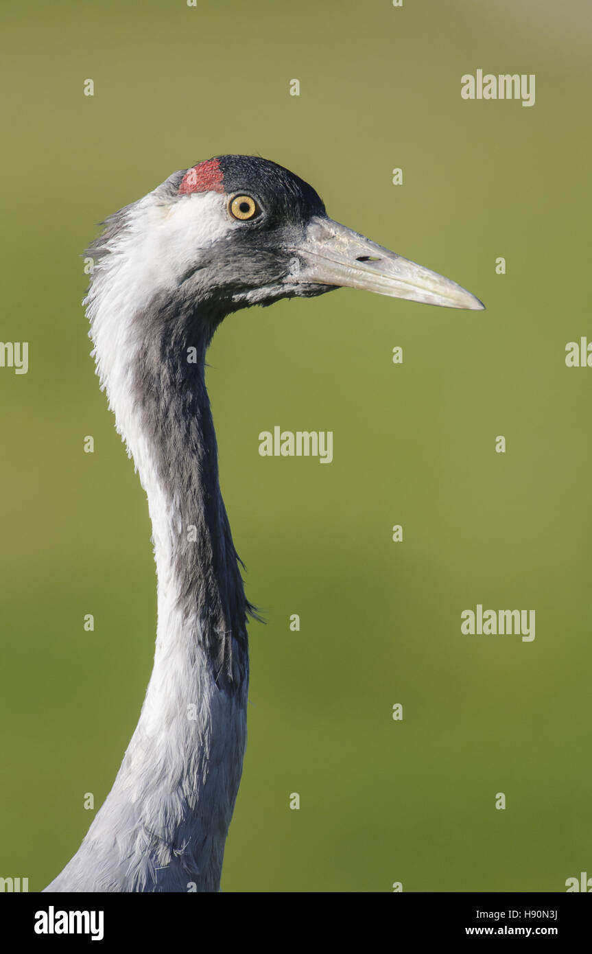 Kranich, Grus Grus, gross Mohrdorf, Mecklenburg-Vorpommern, Deutschland Stockfoto