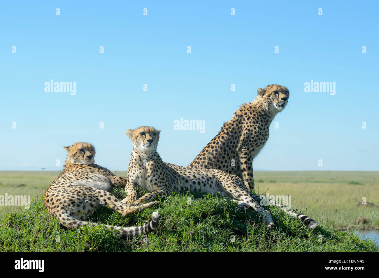 Drei Cheetah (Acinonix Jubatus) auf Hügel in Savanne, Nahaufnahme, Masai Mara National Reserve, Kenia Stockfoto