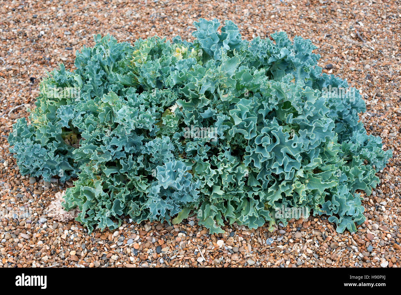 Ferngesteuerte Modell-Schlepper Stockfoto