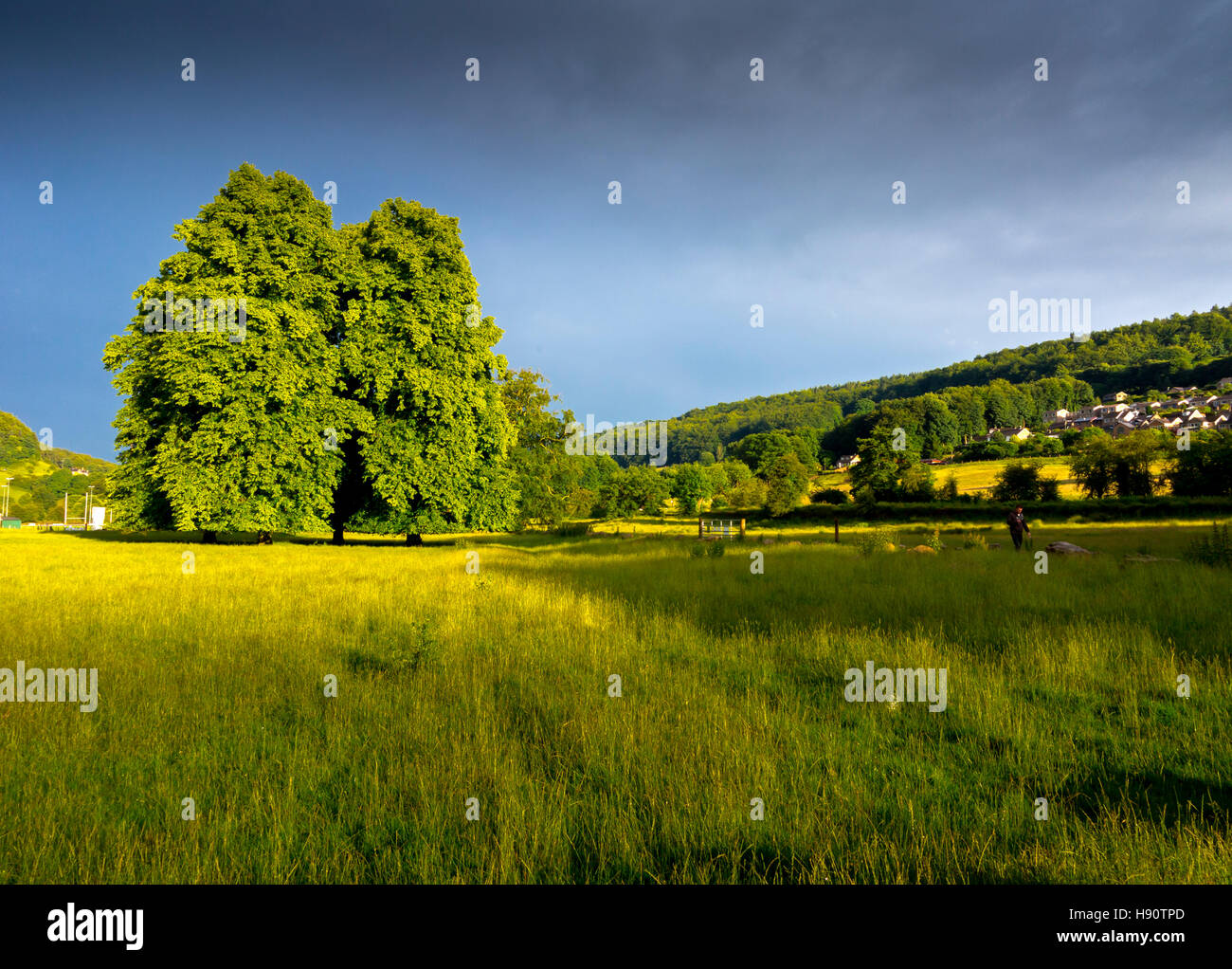 Bäume im Sommer in Cromford Meadows in Derbyshire Dales Peak District England UK Stockfoto