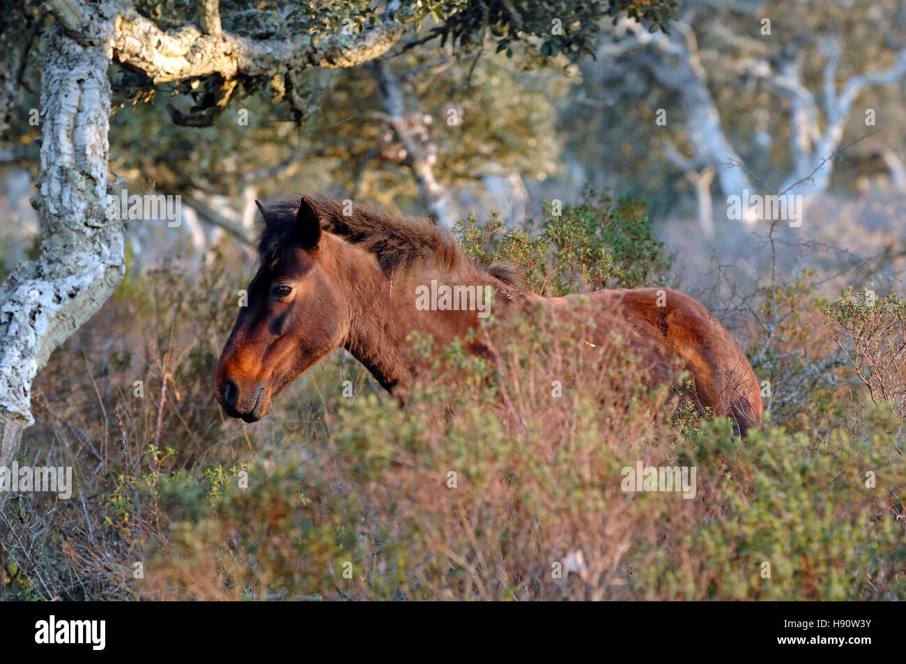 Wildpferde in der Giara Hochebene Giara di Gesturi, Gesturi, Sardinien, Italien, Europa Stockfoto