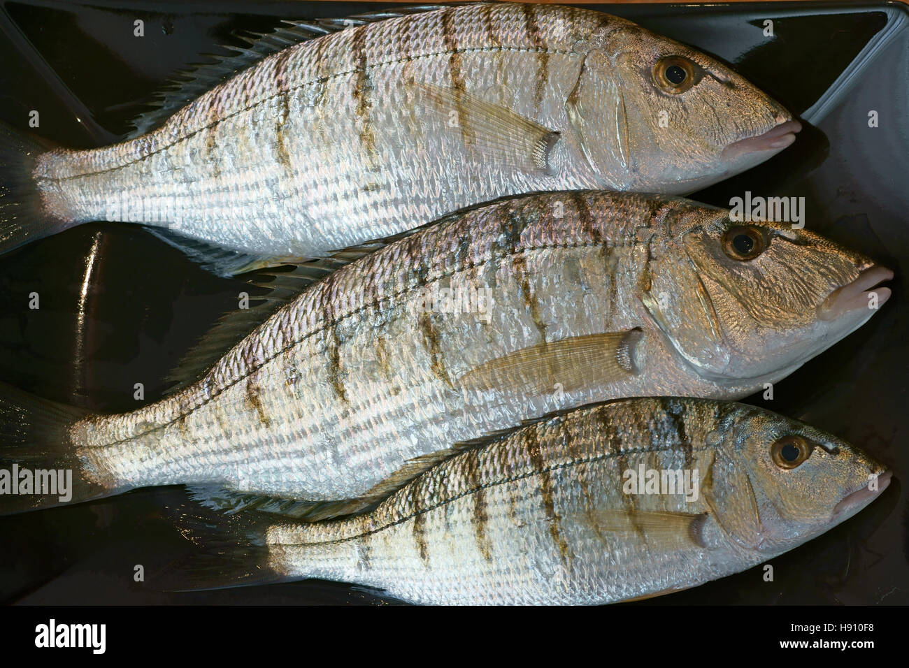 Mormoras Lithognatus Mormyrus Mormora Pesce Fisch essen rohen Bio Mare Aperto Dieta Meediterranea, marmora Stockfoto