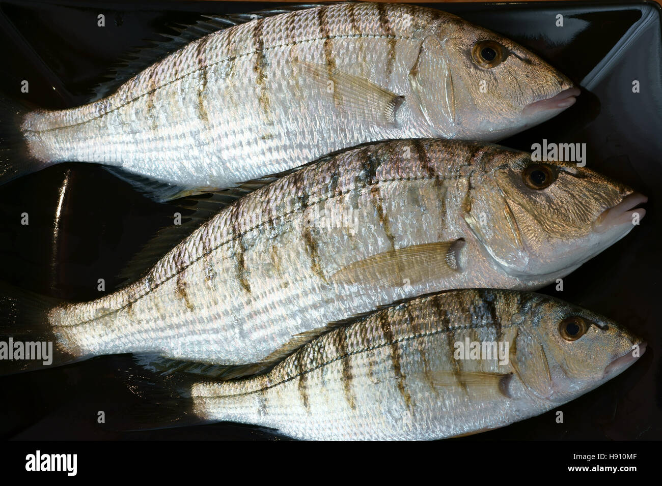 Mormoras Lithognatus Mormyrus Mormora Pesce Fisch essen rohen Bio Mare Aperto Dieta meediterranea Stockfoto