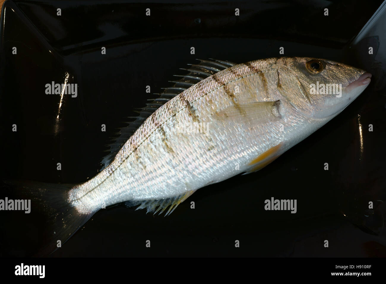 Mormoras Lithognatus Mormyrus Mormora Pesce Fisch essen frisches rohes Bio Mare Aperto Dieta meediterranea Stockfoto