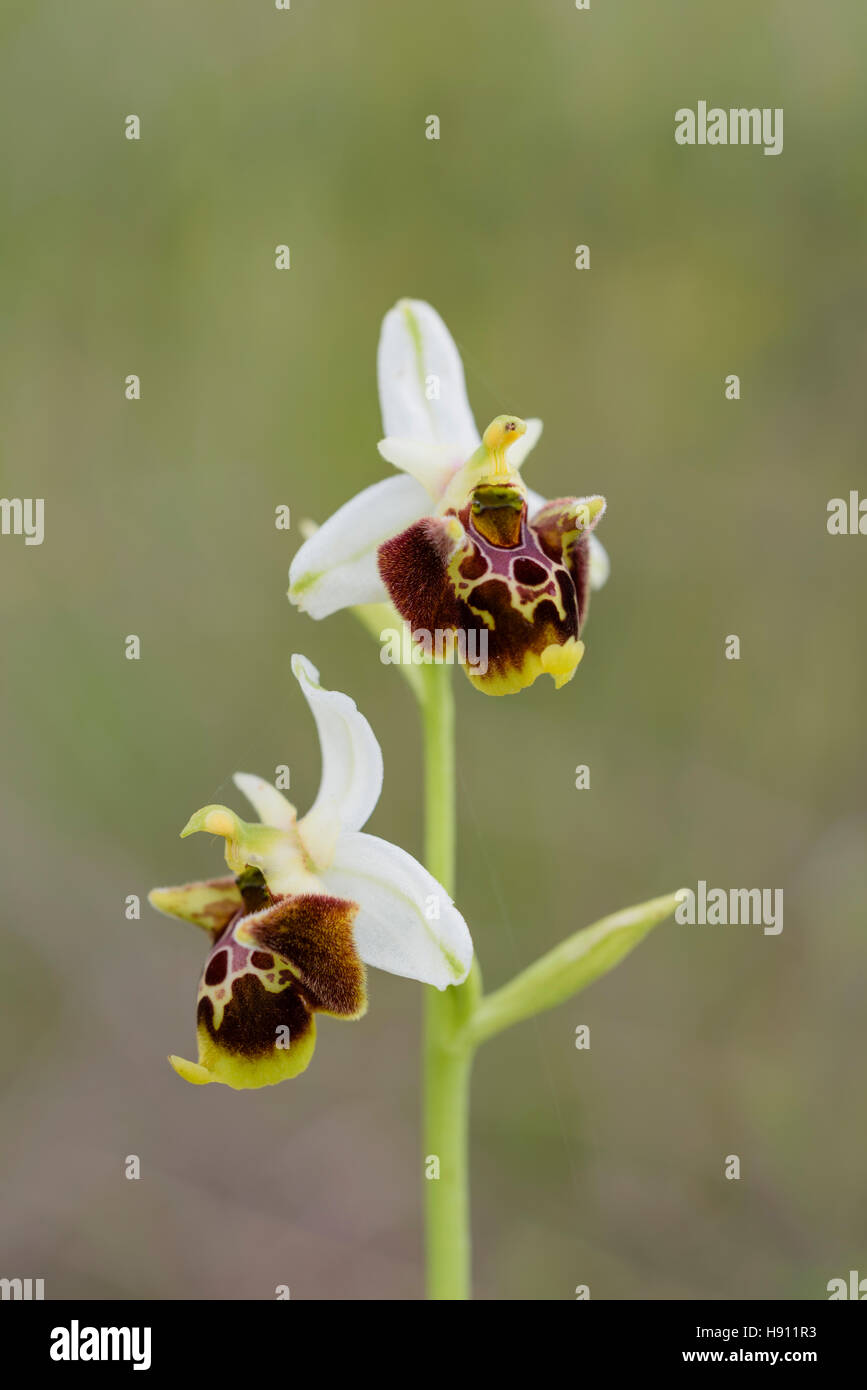 Untchjs Ragwurz, Ophrys Untchjii, Ophrys untchjii Stockfoto