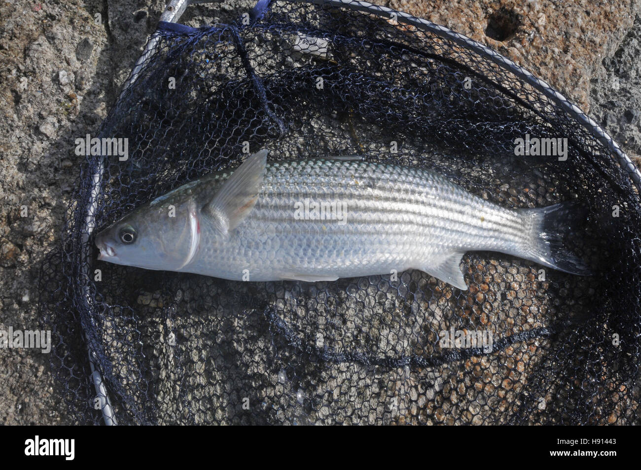 Eine frisch gelandet Meeräsche gefangen in Falmouth, Cornwall. Stockfoto