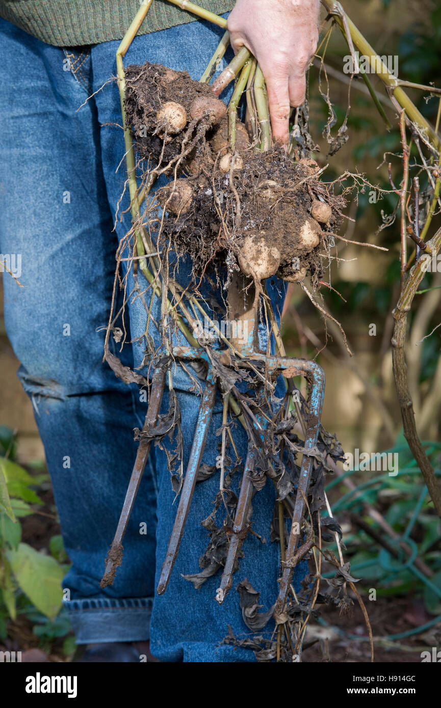 Gärtner, die Dahlie Blüte Knollen ausgraben, mit einer Gabel von einem Garten Grenze Stockfoto