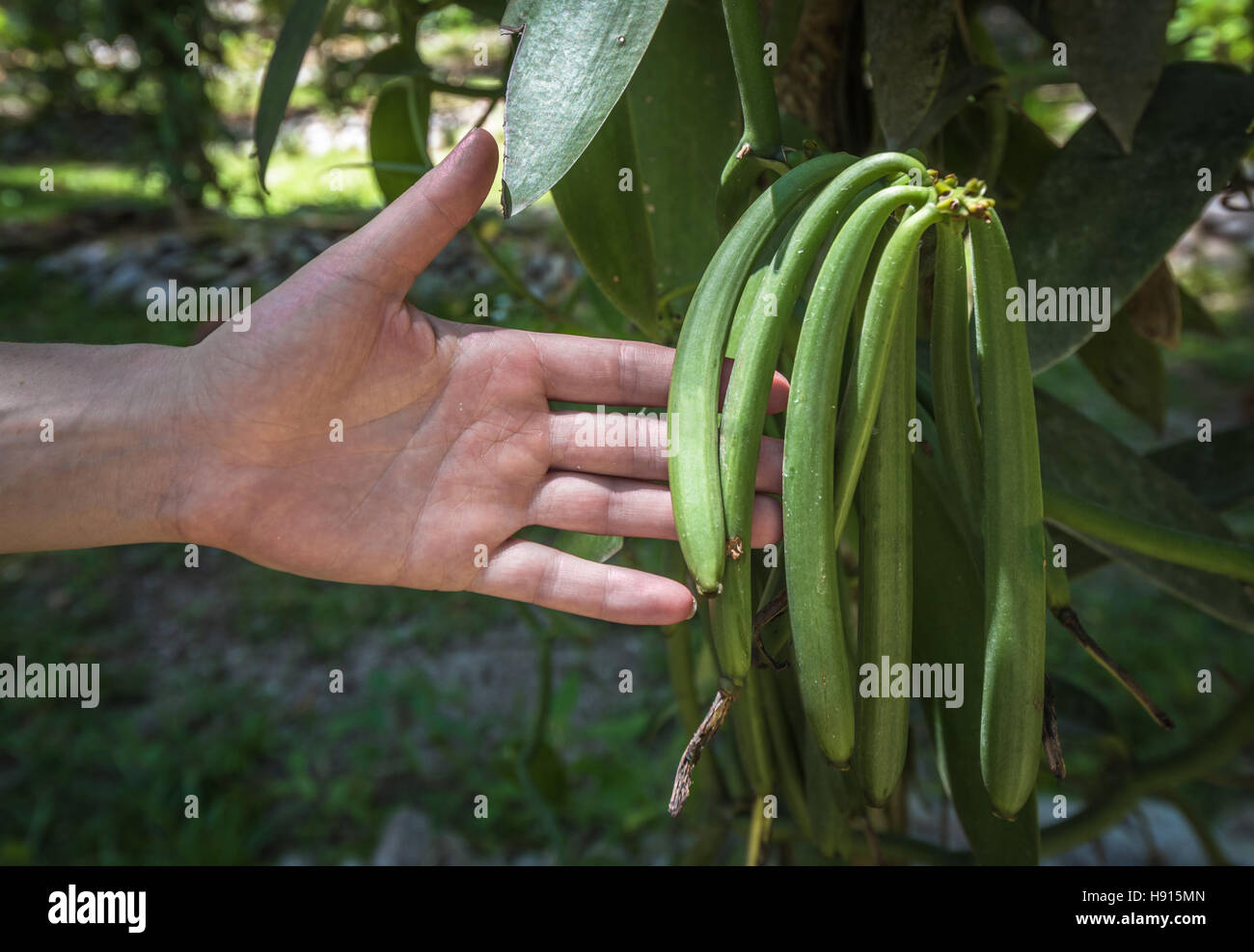 Vanille Pflanze Stockfotos und -bilder Kaufen - Alamy