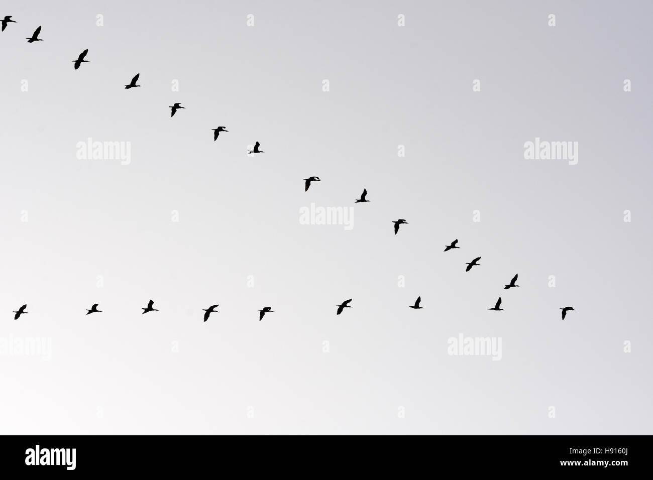 Migration in V-Formation, Kormorane Stockfoto