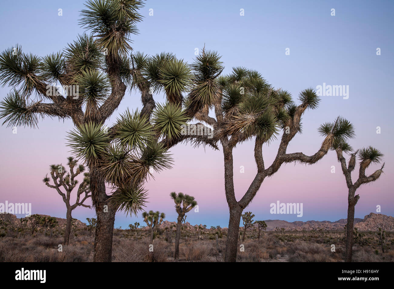 Joshua Bäume (Yucca Brevifolia) bei Dämmerung, Joshua Tree Nationalpark, Kalifornien USA Stockfoto