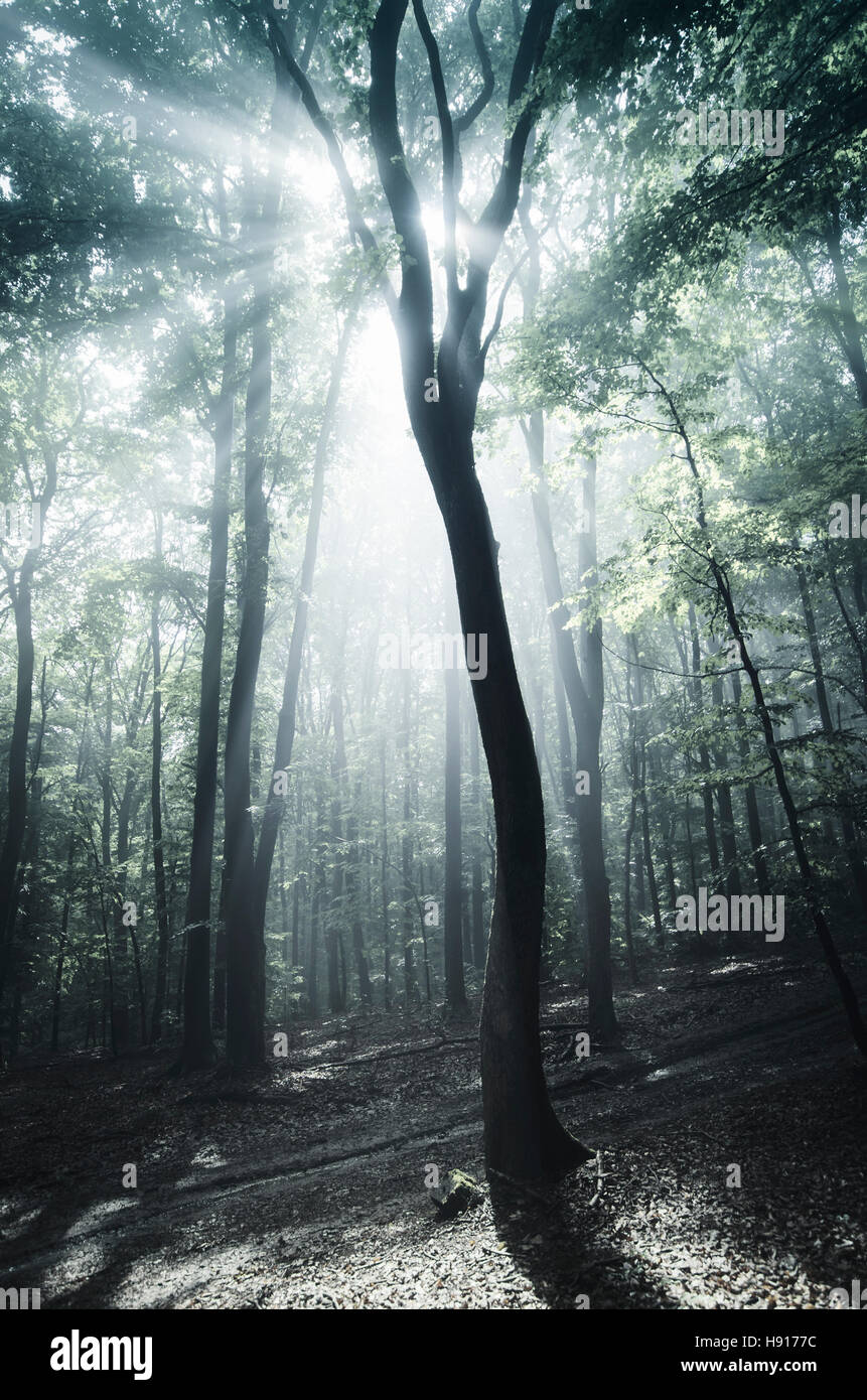 Baum im nebligen Wald, verzauberte atmosphärische Landschaft Stockfoto