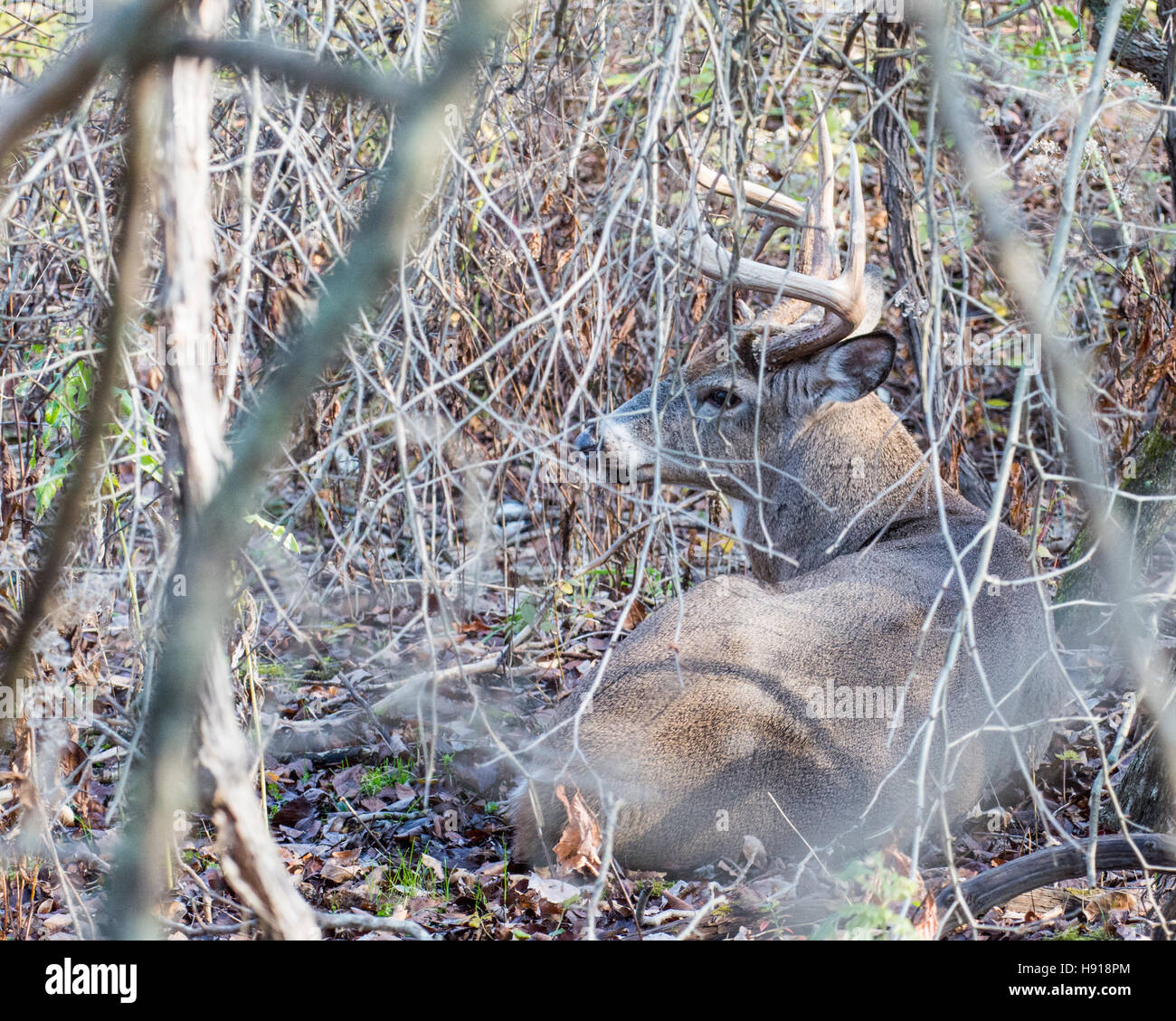 Whitetail Deer Buck gebettet in einem Gebüsch tendenziell ein Reh in der Hitze während der Brunftzeit. Stockfoto