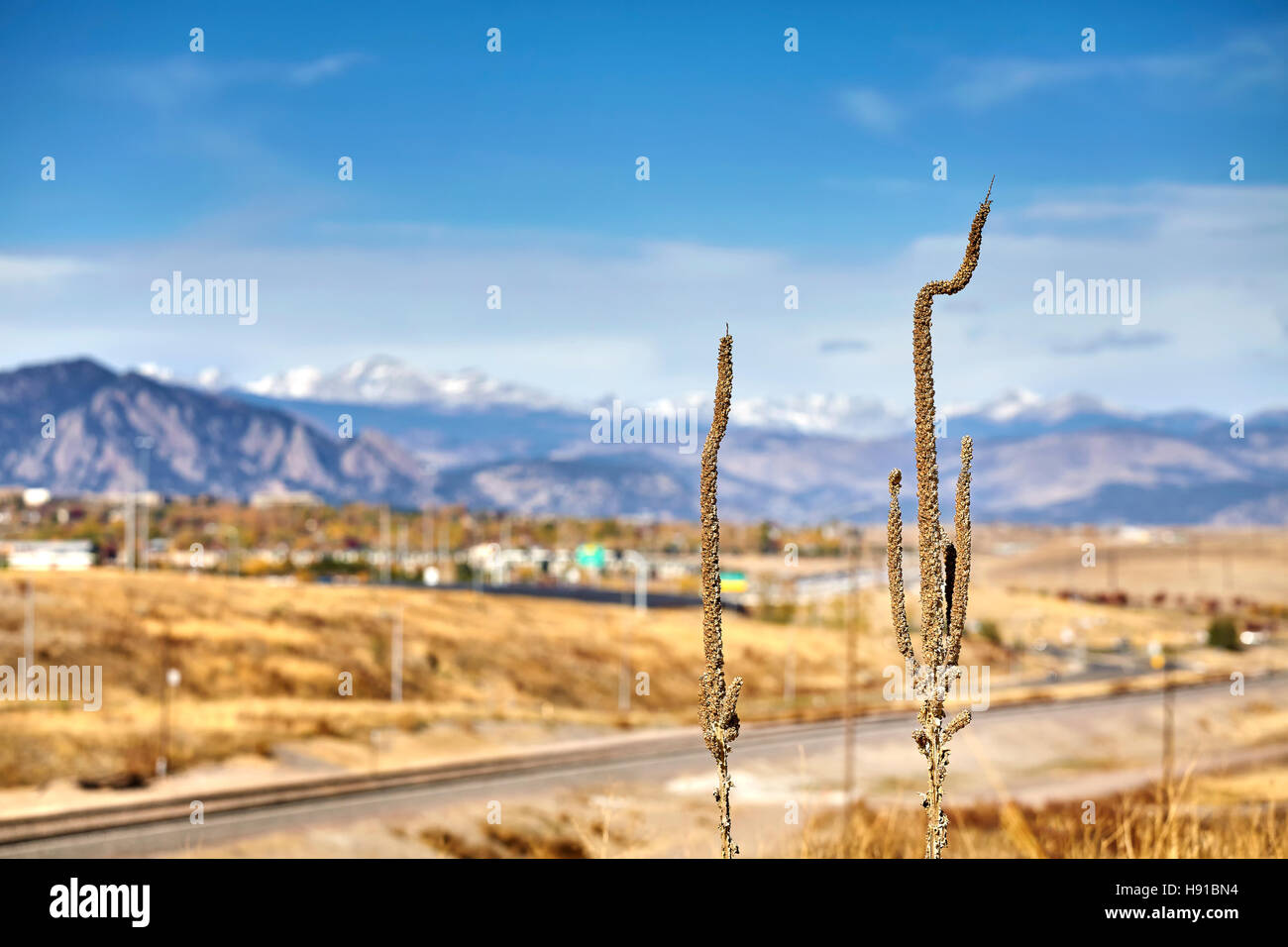 Getrocknete Pflanzen mit unscharfen Berge in Ferne, Herbst Natur Hintergrund. Stockfoto