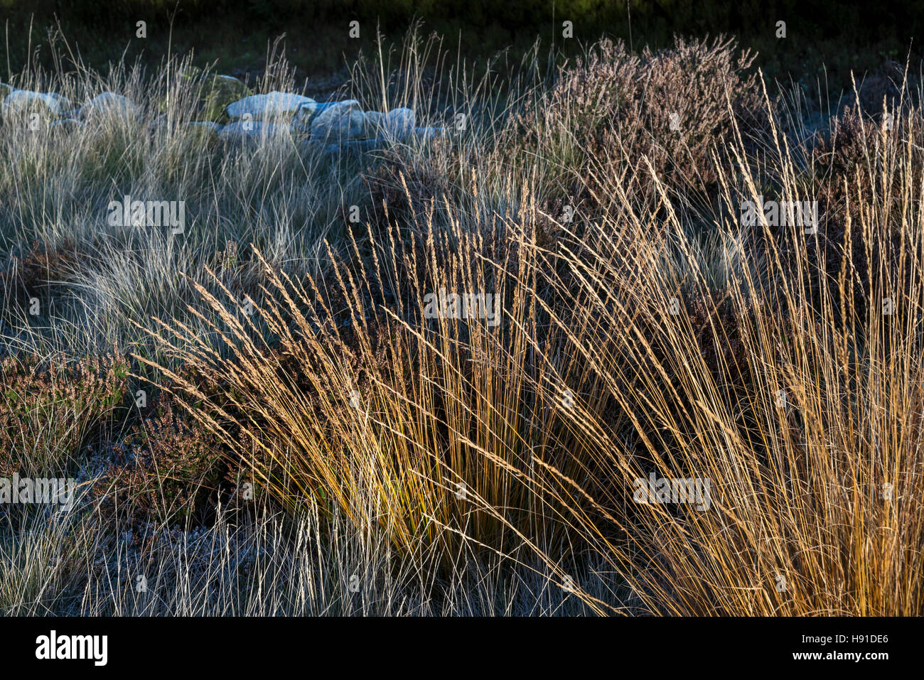 Nahaufnahme von Moorland Gräser im Herbst Morgensonne. Frost in den Schatten. Stockfoto