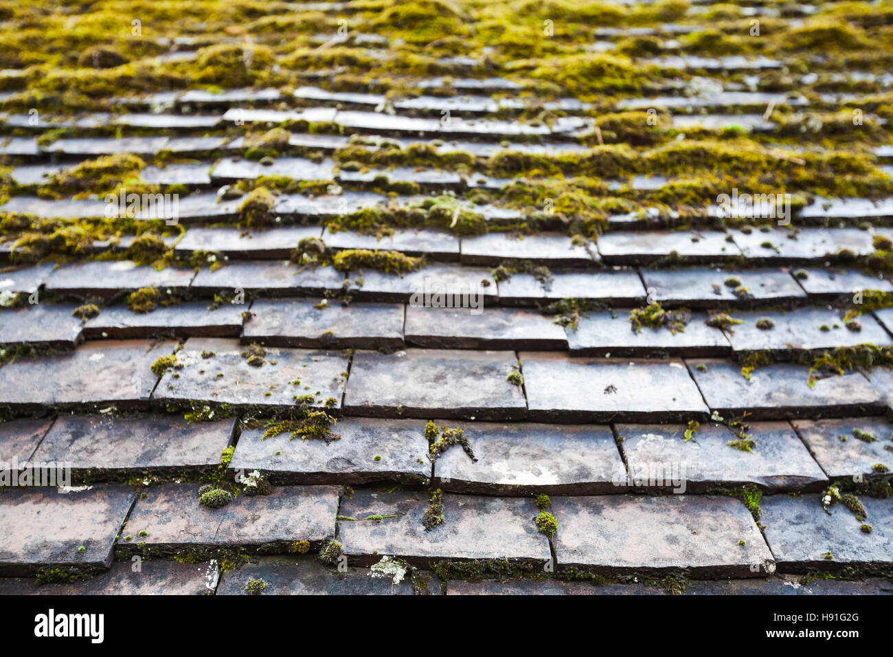 Alte Stein Dach Fliesen mit grünem Moos drüber Fotohintergrund mit selektiven Fokus Stockfoto