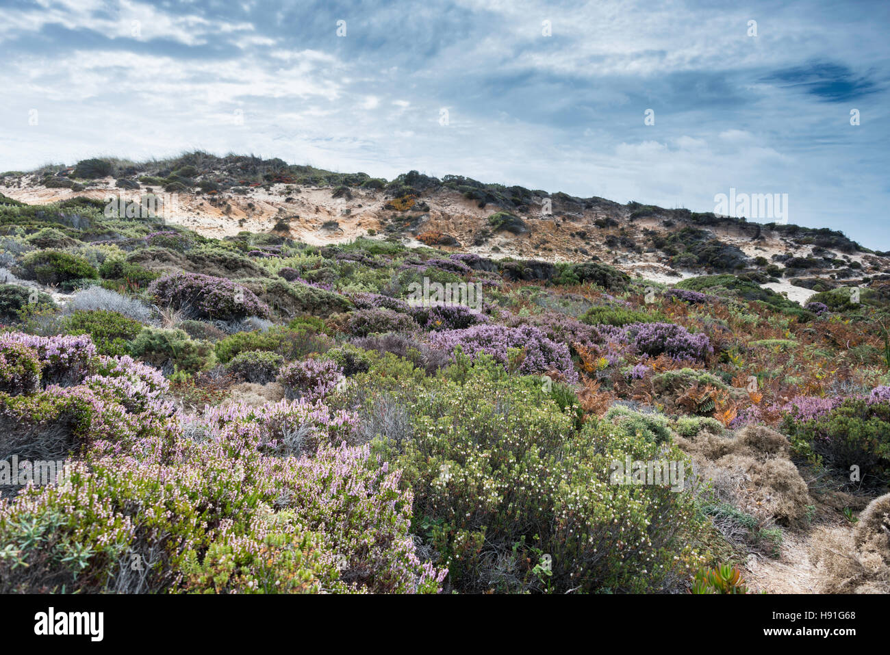 Gras- und Erica Pflanzen in den Dünen mit blauen Himmel und schöne Wolken in portiugal Stockfoto